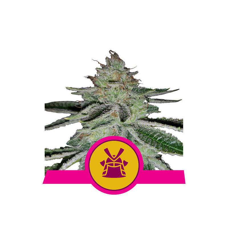 Shogun royal queen seeds féminisée Shogun royal queen seeds féminisée