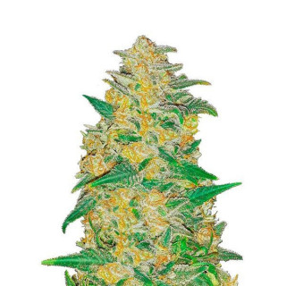 AK - Autofloraison - FastBuds