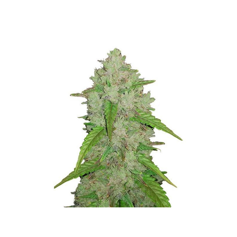 Original auto amnesia haze fastbuds Original auto amnesia haze fastbuds