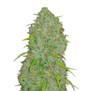 Jack Herer - Autofloraison - FastBuds