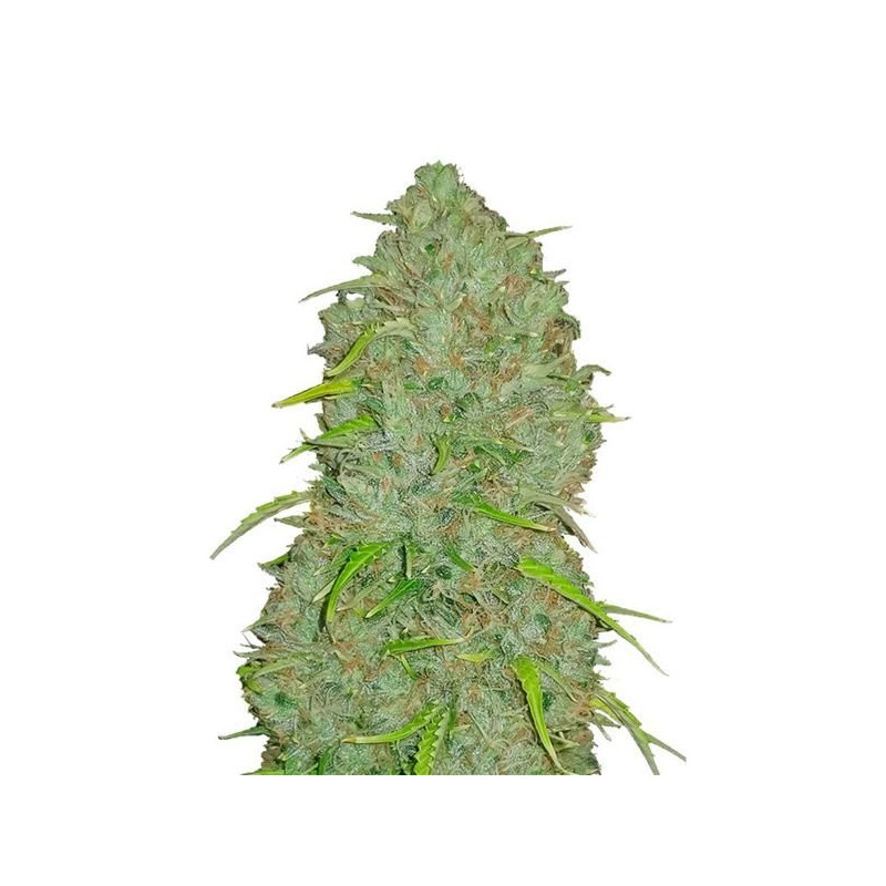 Jack Herer - Autofloraison - FastBuds
