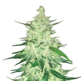 CBD Auto 1:1 (CBD Crack) - Autofloraison - FastBuds