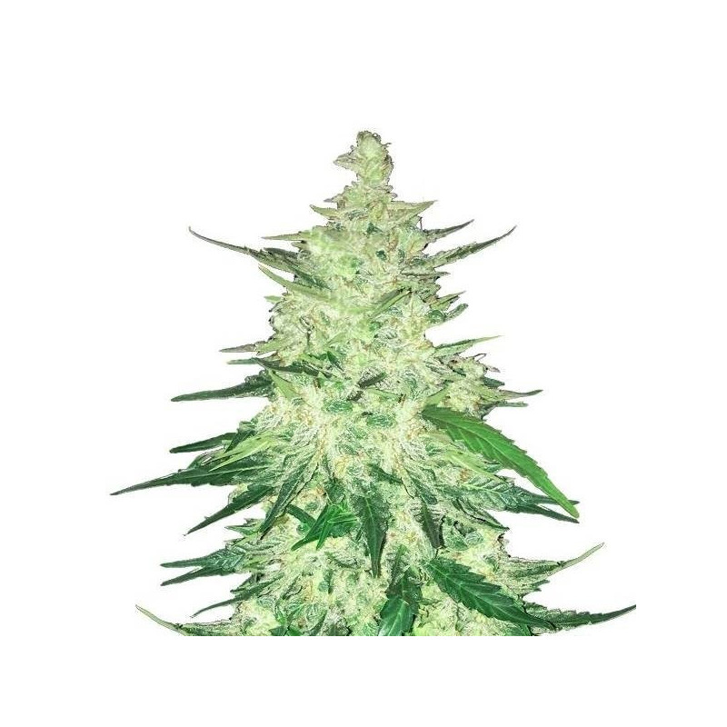 CBD Auto 1:1 (CBD Crack) - Autofloraison - FastBuds