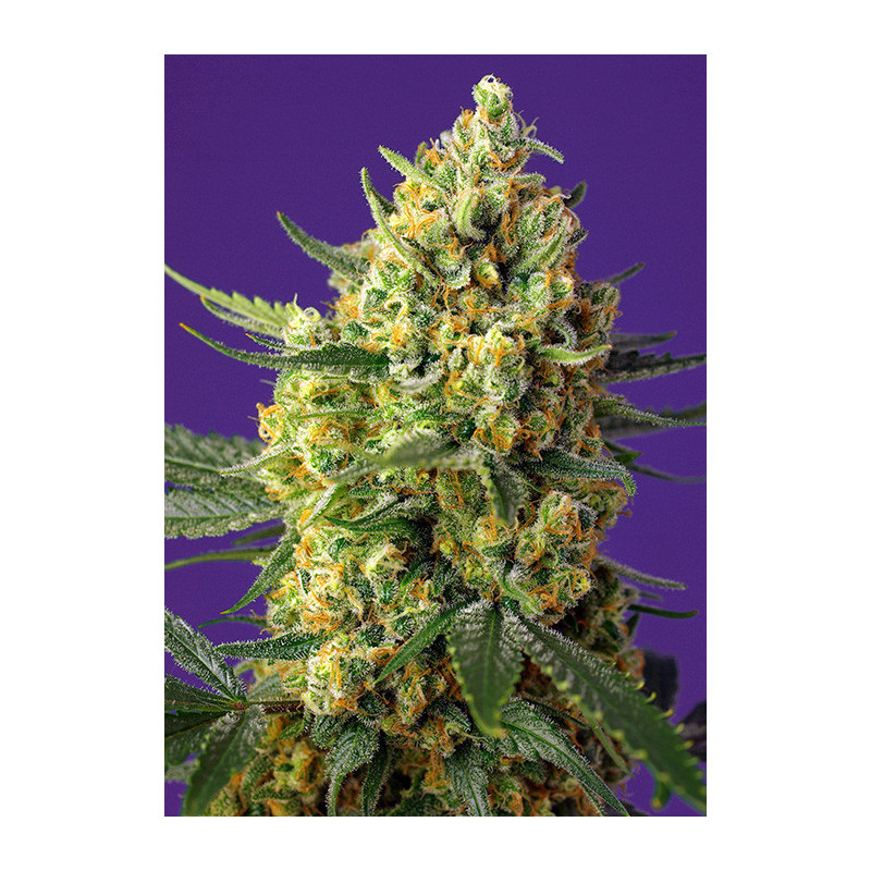 Crystal candy XL auto sweet seeds Crystal candy XL auto sweet seeds