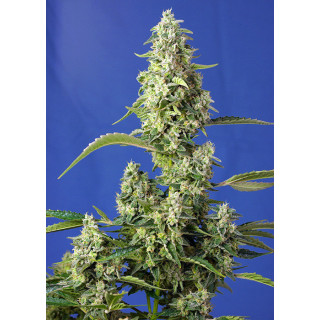 Gorilla Girl XL - Autofloraison - Sweet Seeds