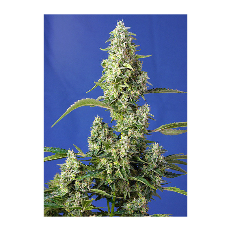 Gorilla Girl XL - Autofloraison - Sweet Seeds