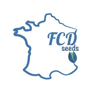 Amnesia haze féminisée FCD Seeds