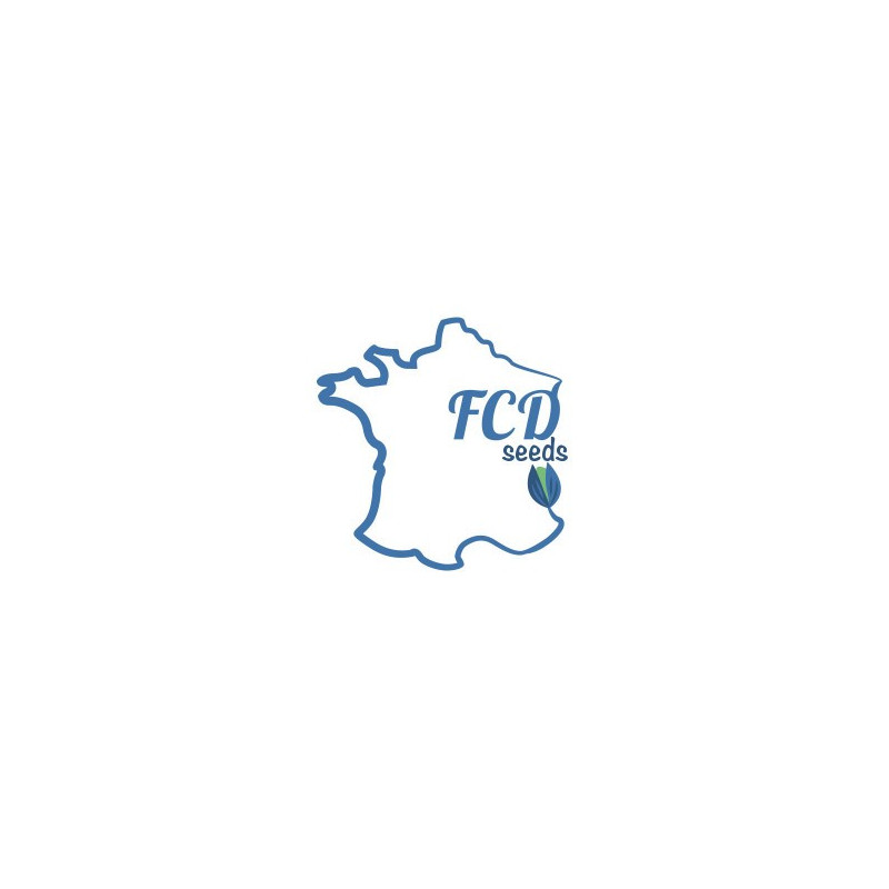 Big bud feminisee FCD Seeds Big bud feminisee FCD Seeds