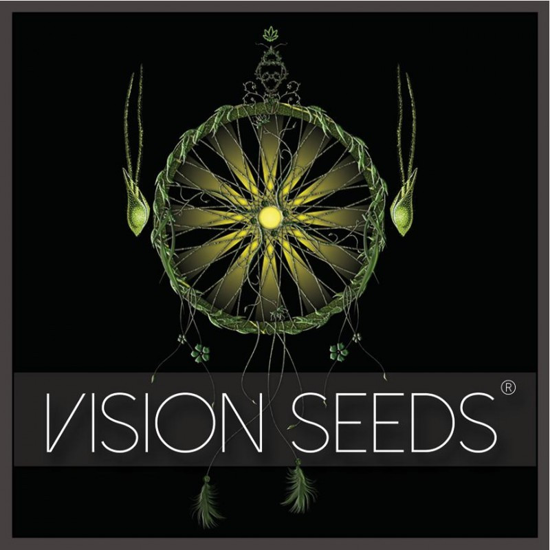 Choco bud vision seeds féminisée