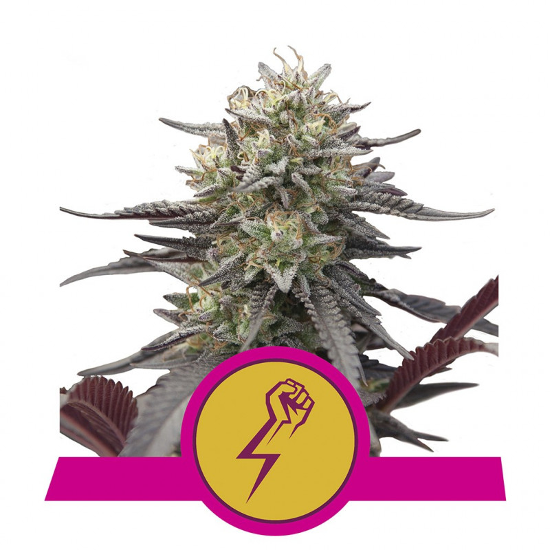 Green crack punch royal queen seeds féminisée Green crack punch royal queen seeds féminisée
