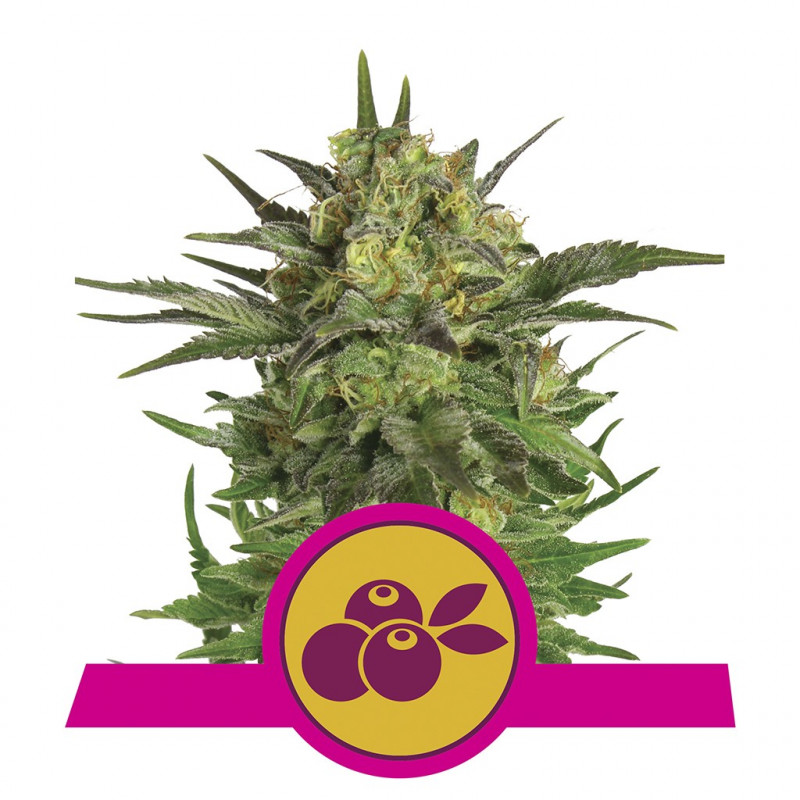 Haze berry royal queen seeds féminisée Haze berry royal queen seeds féminisée