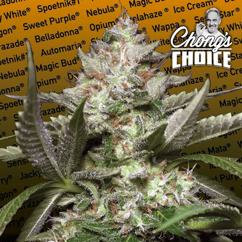 Auto kong 4 paradise seeds Auto kong 4 paradise seeds