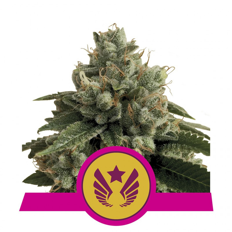 Legendary OG punch royal queen seeds Legendary OG punch royal queen seeds