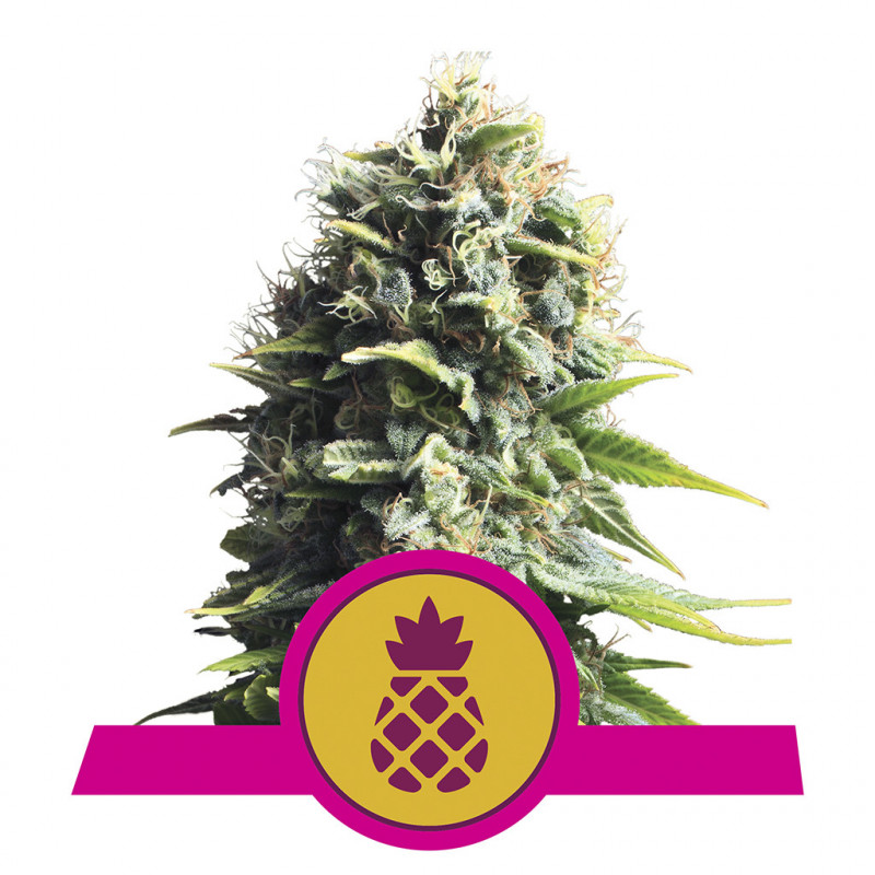 Pineapple kush royal queen seeds féminisée Pineapple kush royal queen seeds féminisée