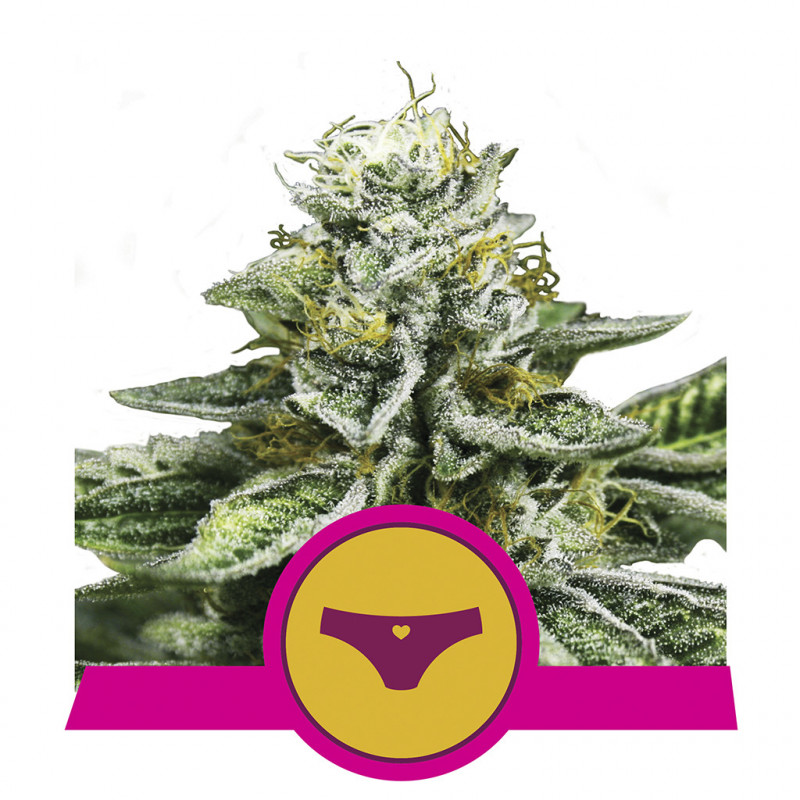 Sherbet queen royal queen seeds féminisée Sherbet queen royal queen seeds féminisée