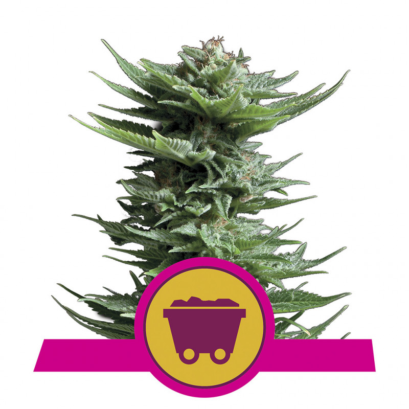 Shining silver haze royal queen seeds féminisée Shining silver haze royal queen seeds féminisée