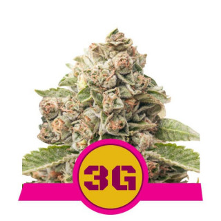 Triple G royal queen seeds féminisée