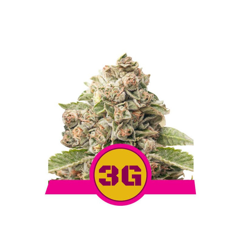 Triple G royal queen seeds féminisée Triple G royal queen seeds féminisée