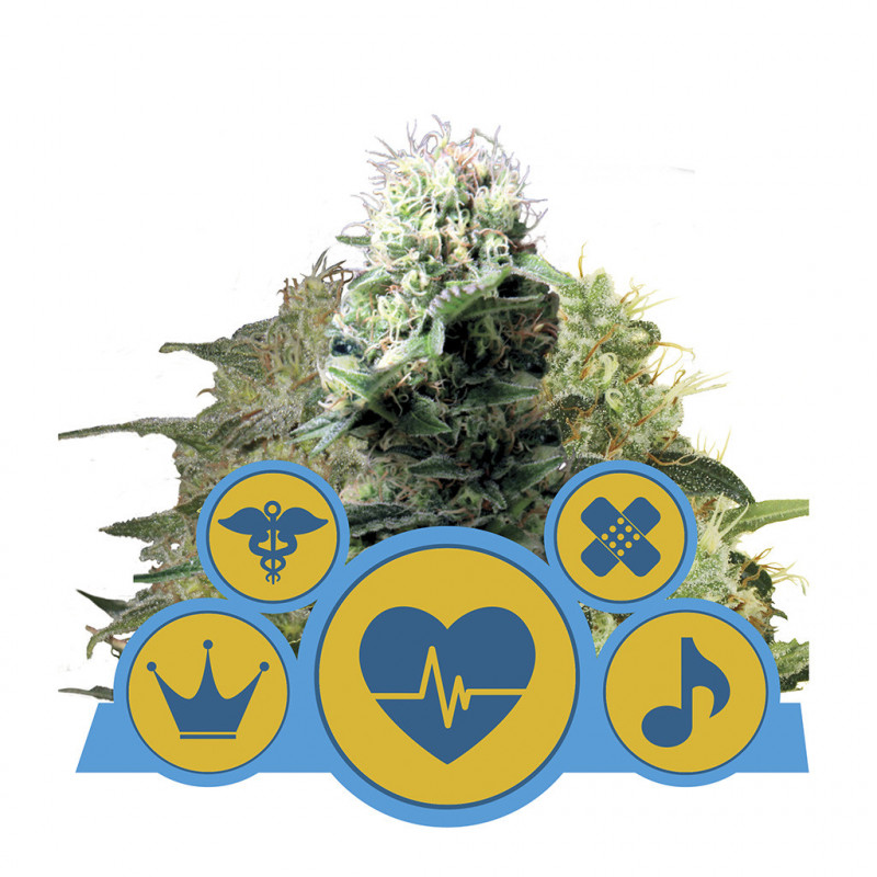 CBD Mix royal queen seeds féminisée CBD Mix royal queen seeds féminisée