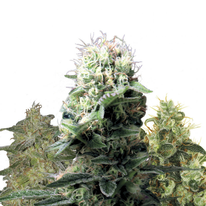 CBD Mix royal queen seeds féminisée CBD Mix royal queen seeds féminisée