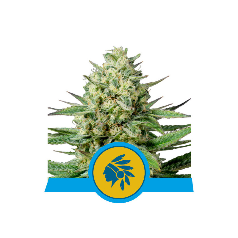Tatanka pure CBD royal queen seeds féminisée Tatanka pure CBD royal queen seeds féminisée