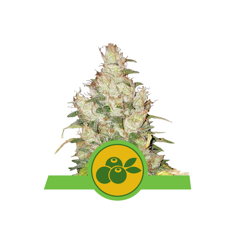 Haze berry automatic royal queen seeds Haze berry automatic royal queen seeds