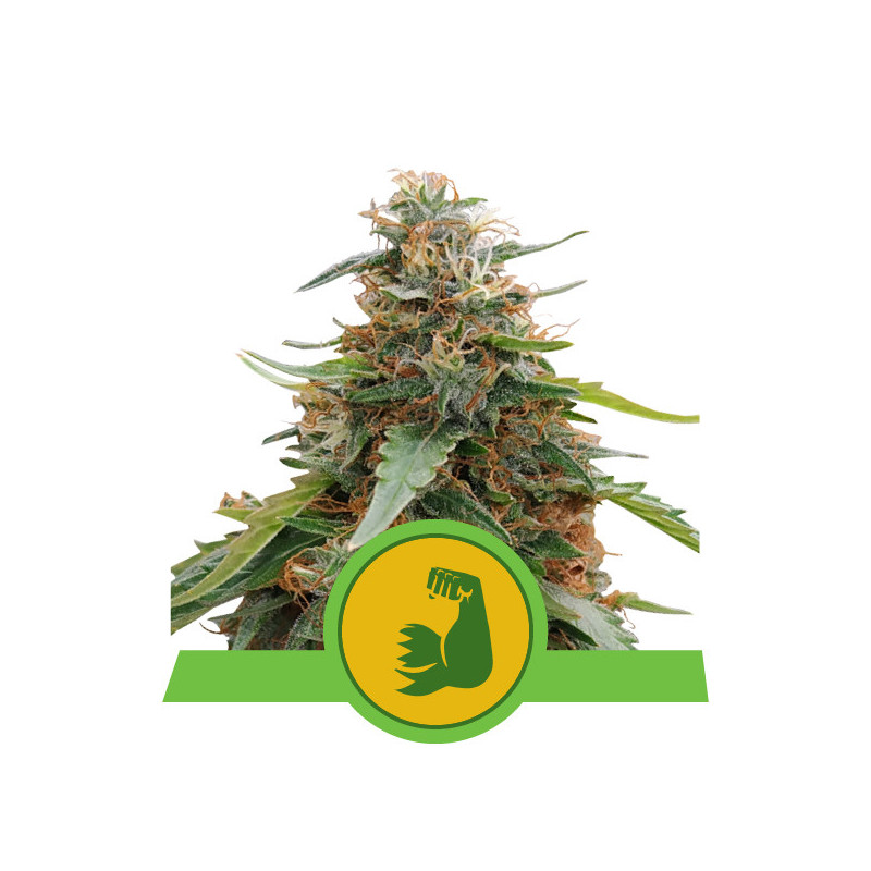 Hulkberry automatic royal queen seeds Hulkberry automatic royal queen seeds