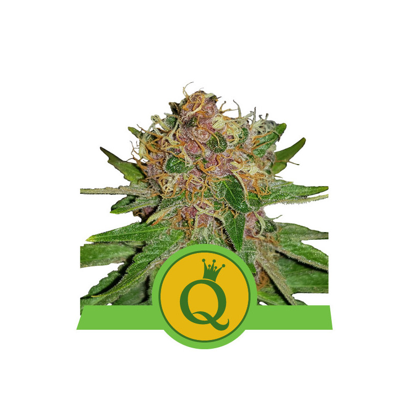 Purple queen automatic royal queen seeds Purple queen automatic royal queen seeds