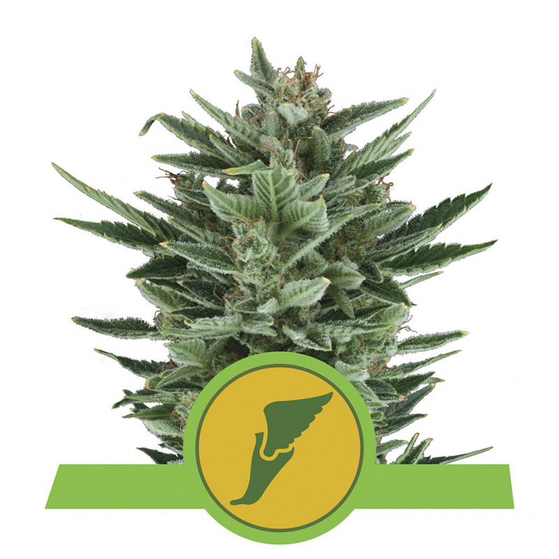 Quick one auto royal queen seeds Quick one auto royal queen seeds