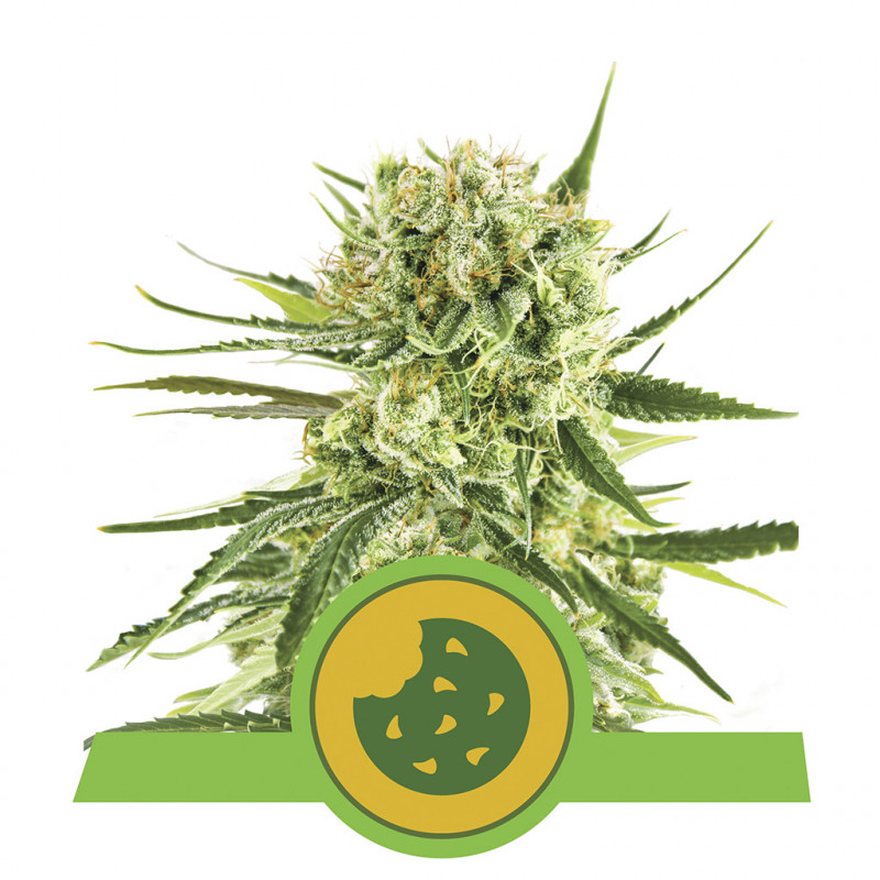 Royal cookies automatic royal queen seeds Royal cookies automatic royal queen seeds