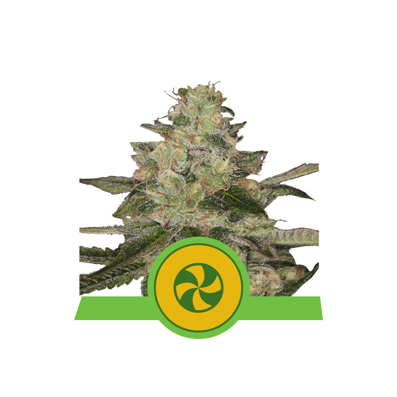 Sweet ZZ automatic royal queen seeds Sweet ZZ automatic royal queen seeds