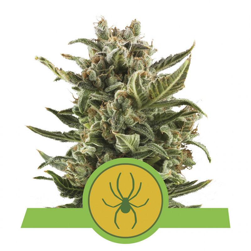 White widow automatic royal queen seeds White widow automatic royal queen seeds