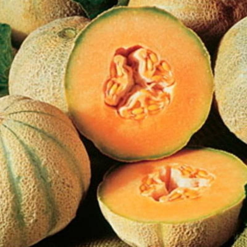 Melon cantaloup charentais bio - 25 graines Melon cantaloup charentais bio - 25 graines