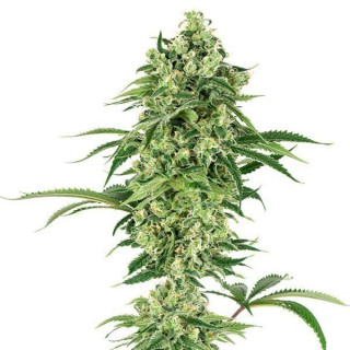 Nicole hindu kush white label seeds Graines de Collection