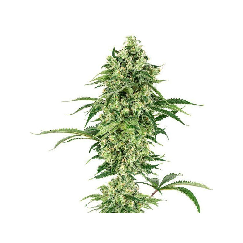 Nicole hindu kush white label seeds Nicole hindu kush white label seeds