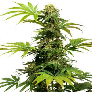 Black Harlequin - Féminisée - Sensi Seeds