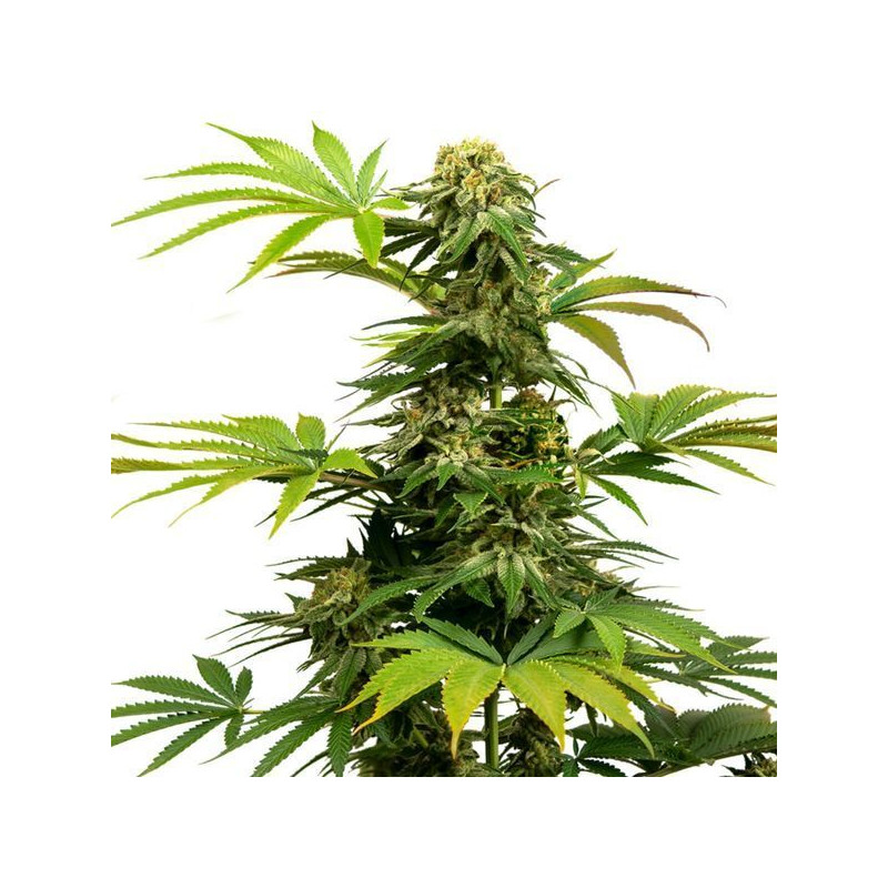 Black harlequin sensi seeds féminisée Black harlequin sensi seeds féminisée