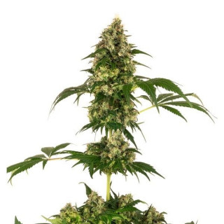 Cobalt Haze - Féminisée - Sensi Seeds