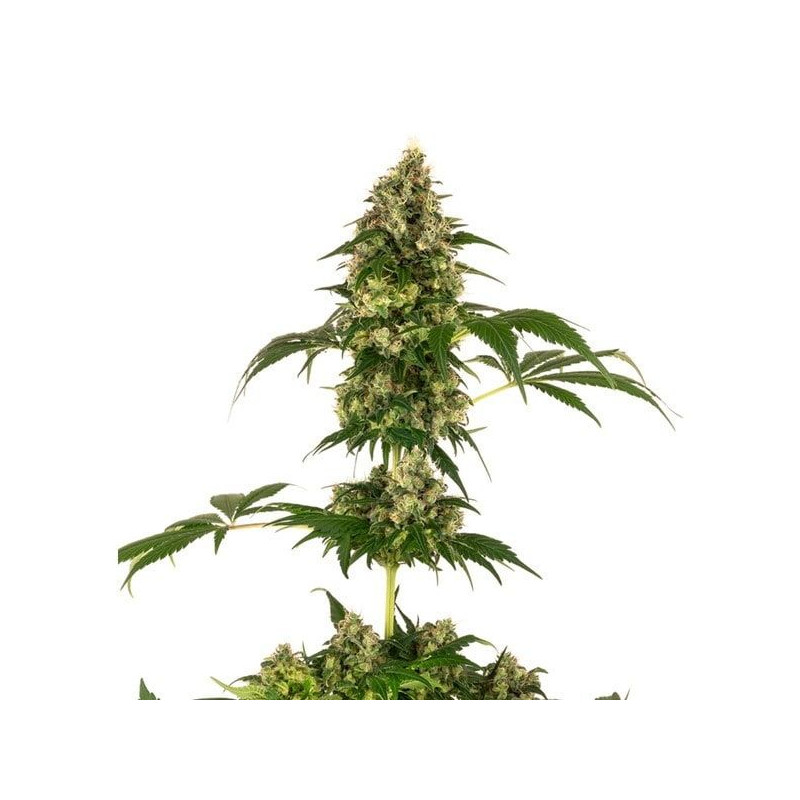 Cobalt Haze - Féminisée - Sensi Seeds