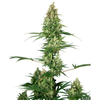 Silver Fire - Féminisée - Sensi Seeds