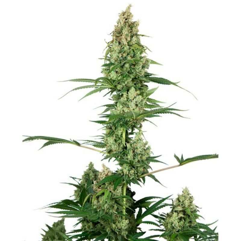 Silver fire sensi seeds féminisée Silver fire sensi seeds féminisée