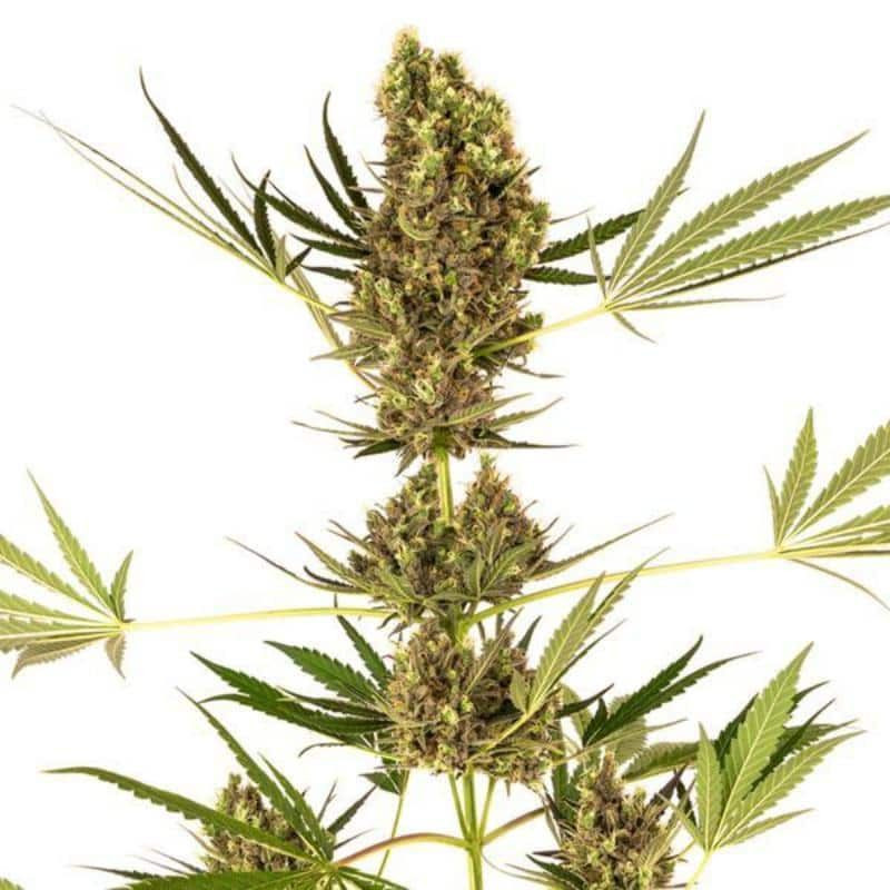 Alpine Delight CBD - Autofloraison - Sensi Seeds