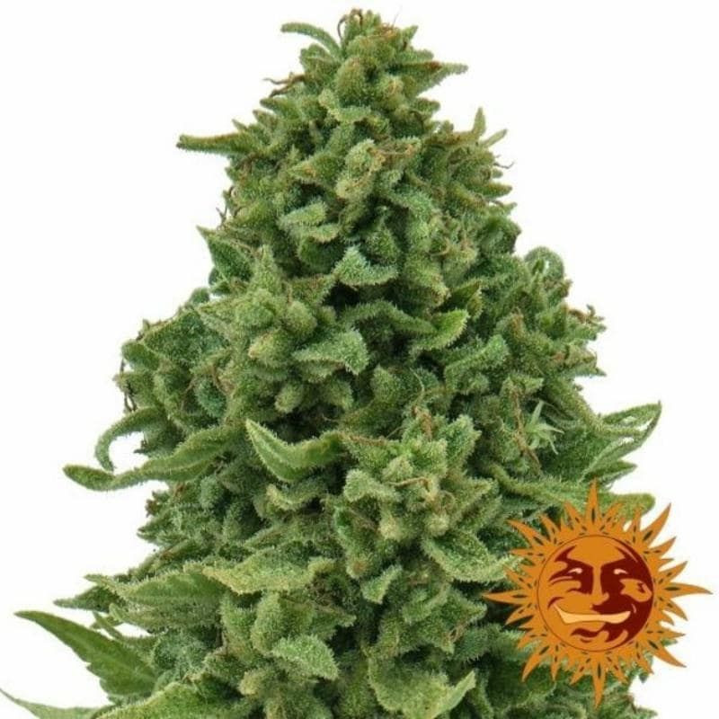 Sweet tooth auto barney's farm Sweet tooth auto barney's farm