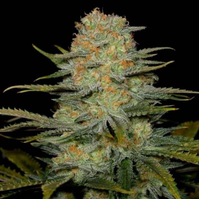 Amnesia cbd dinafem seeds féminisée