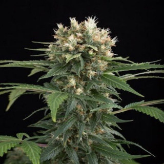 Blue thai dinafem seeds féminisée