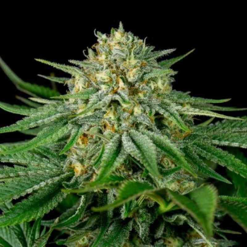 Bubba kush cbd dinafem seeds féminisée Bubba kush cbd dinafem seeds féminisée