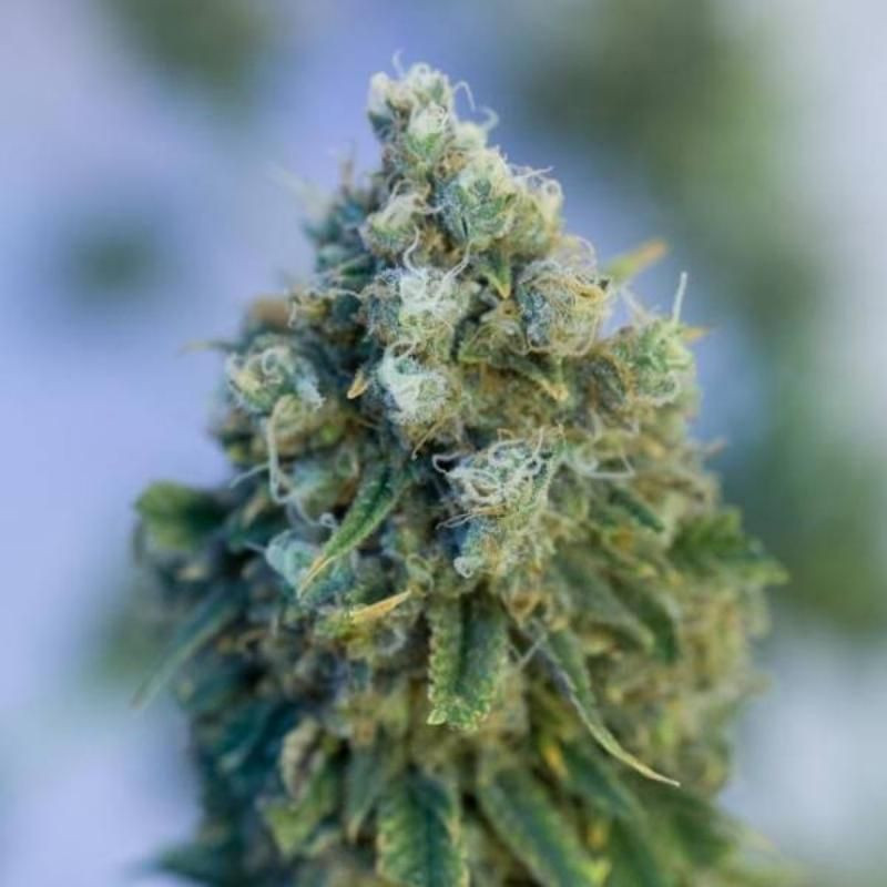 Critical mass cbd dinafem seeds féminisée Critical mass cbd dinafem seeds féminisée