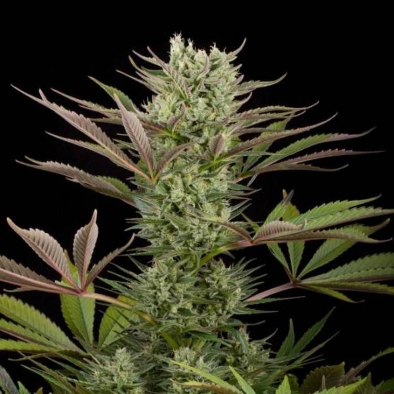 Deep cheese dinafem seeds - féminisée