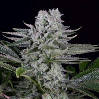 Gorilla CBD - Féminisée- Dinafem Seeds
