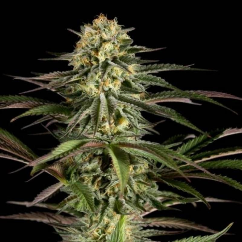 Kush N cheese dinafem seeds féminisée